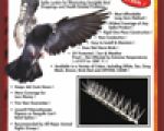 Plastic Bird Spikes Plastic Bird Spikes