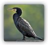 Cormorant