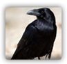 pest crows