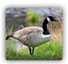 pest geese