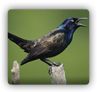 grackles