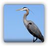 heron