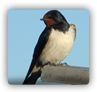 pest swallows