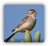 Sparrows