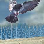 pinchos de acero inoxidable para aves