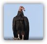 turkey vultures