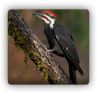 pest woodpeckers