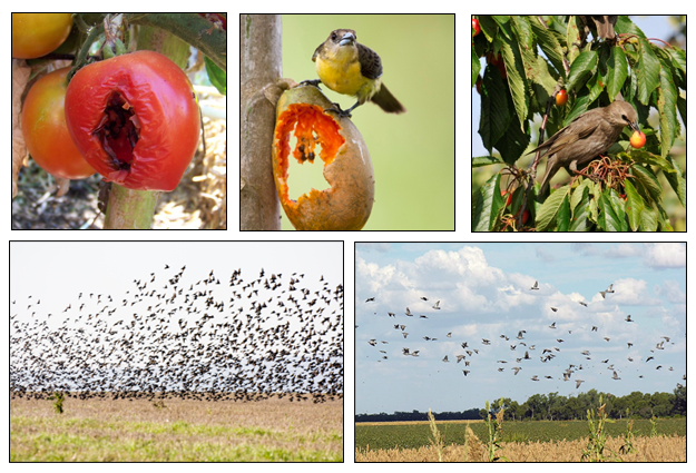 agriculture