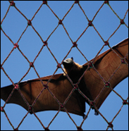 bat netting