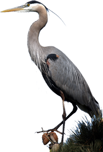 blue heron