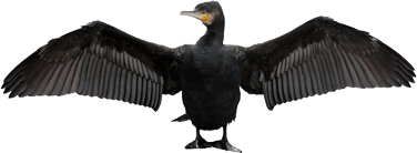 cormorants