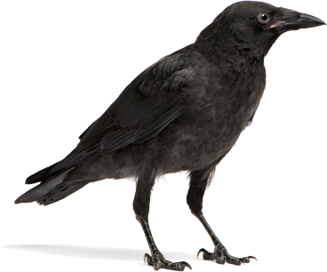 crows