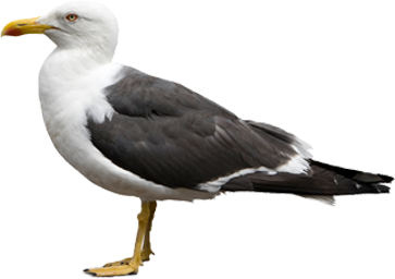 gulls