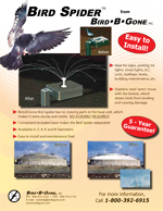 Bird Spider Bird Deterrents