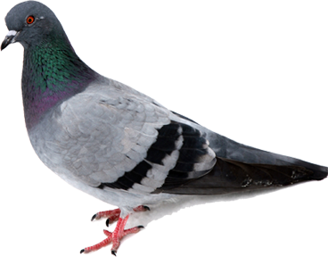 pigeons