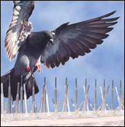 plastic bird spikes