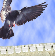 shock track for birds