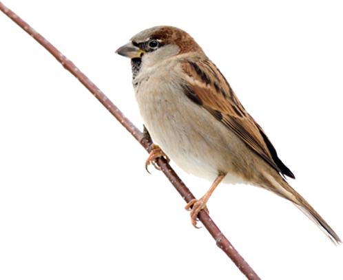 sparrows