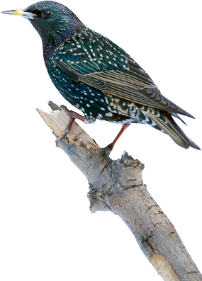 starling