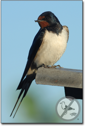 pest swallows