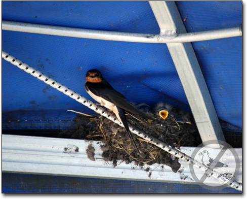 get rid of swallows