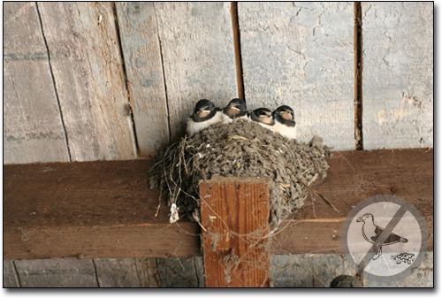 baby swallows