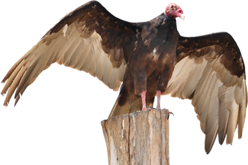 Turkey Vultures