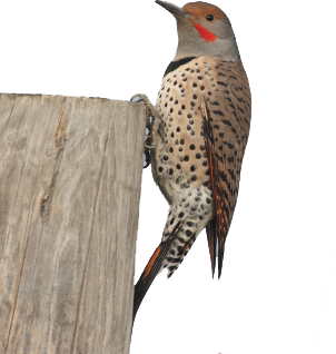 woodpeckers