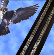 Two New Patents Awarded for Bird-B-Gone’s Bird Jolt Flat Track System