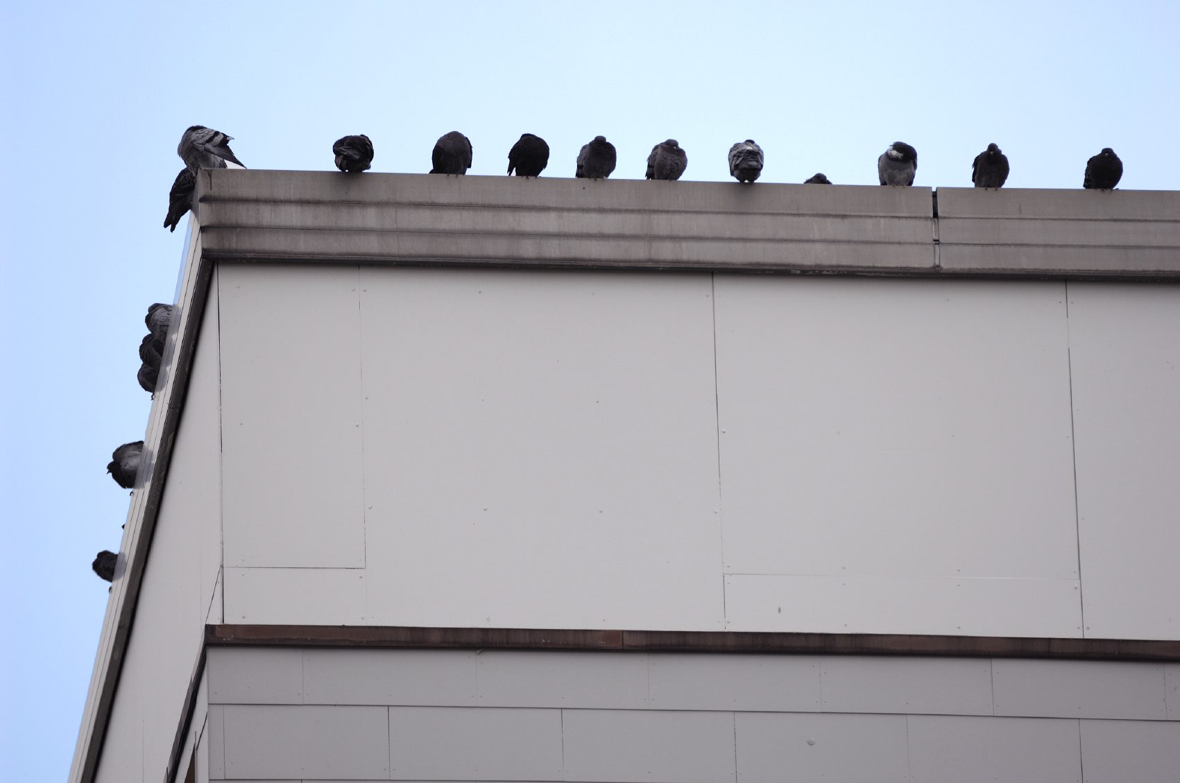 Preventative Maintenance: Check for Birds