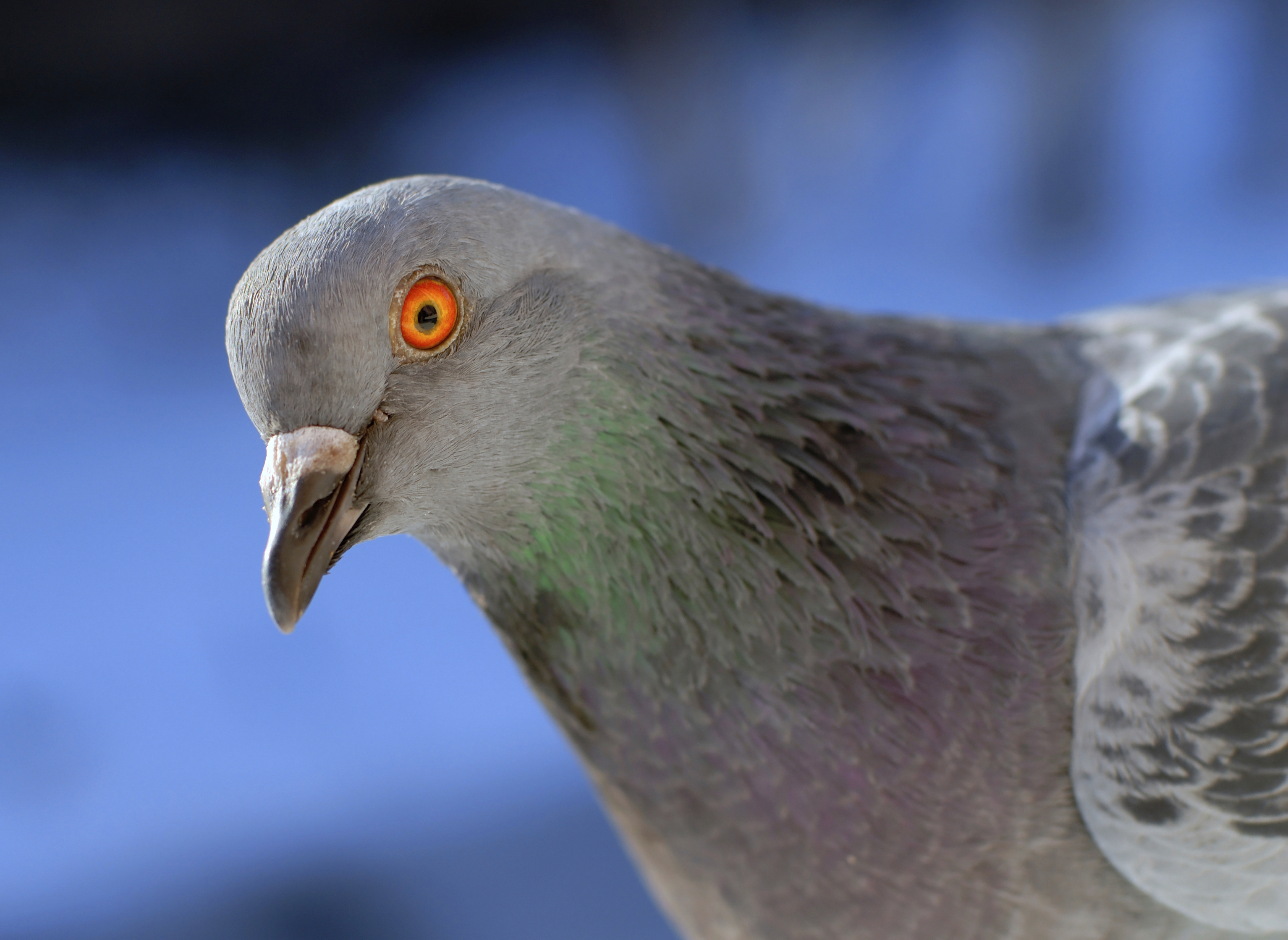 Ornithologist Dr. Rob Fergus Weighs in on Ultrasonic Bird Control Devices as Nesting Season Approaches