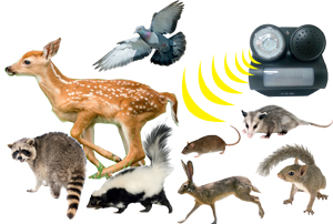Sonic Shield™ Pest Deterrent Combines Sound and Light to Scare Critters from Property