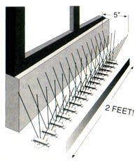 How to install bird spikes