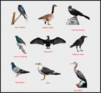 Want to know more about bird behavior?