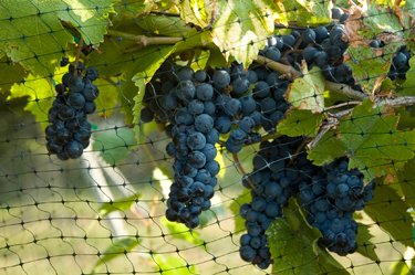 garden netting