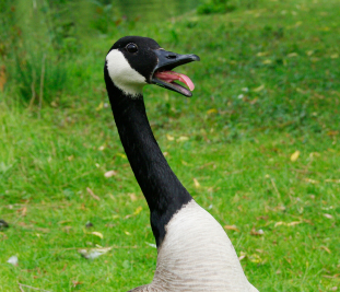 Goose repellent