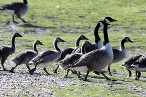 get rid of geese