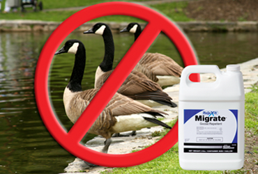 goose deterrent