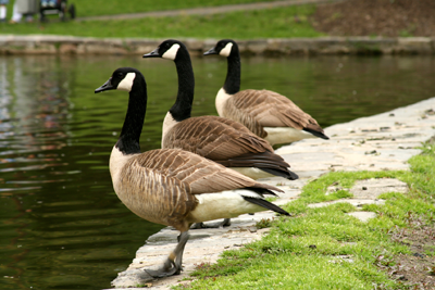goose repellent