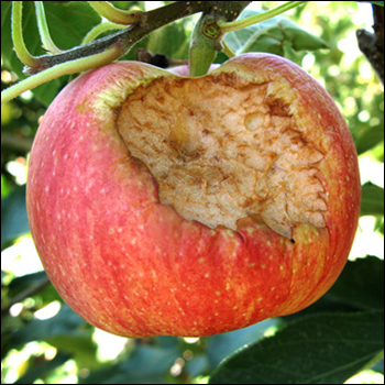 agriculture