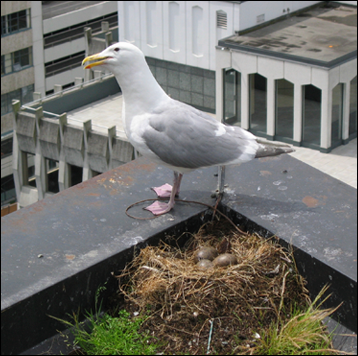 property management