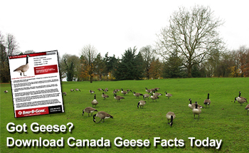 How to Get Rid of Canadian Geese