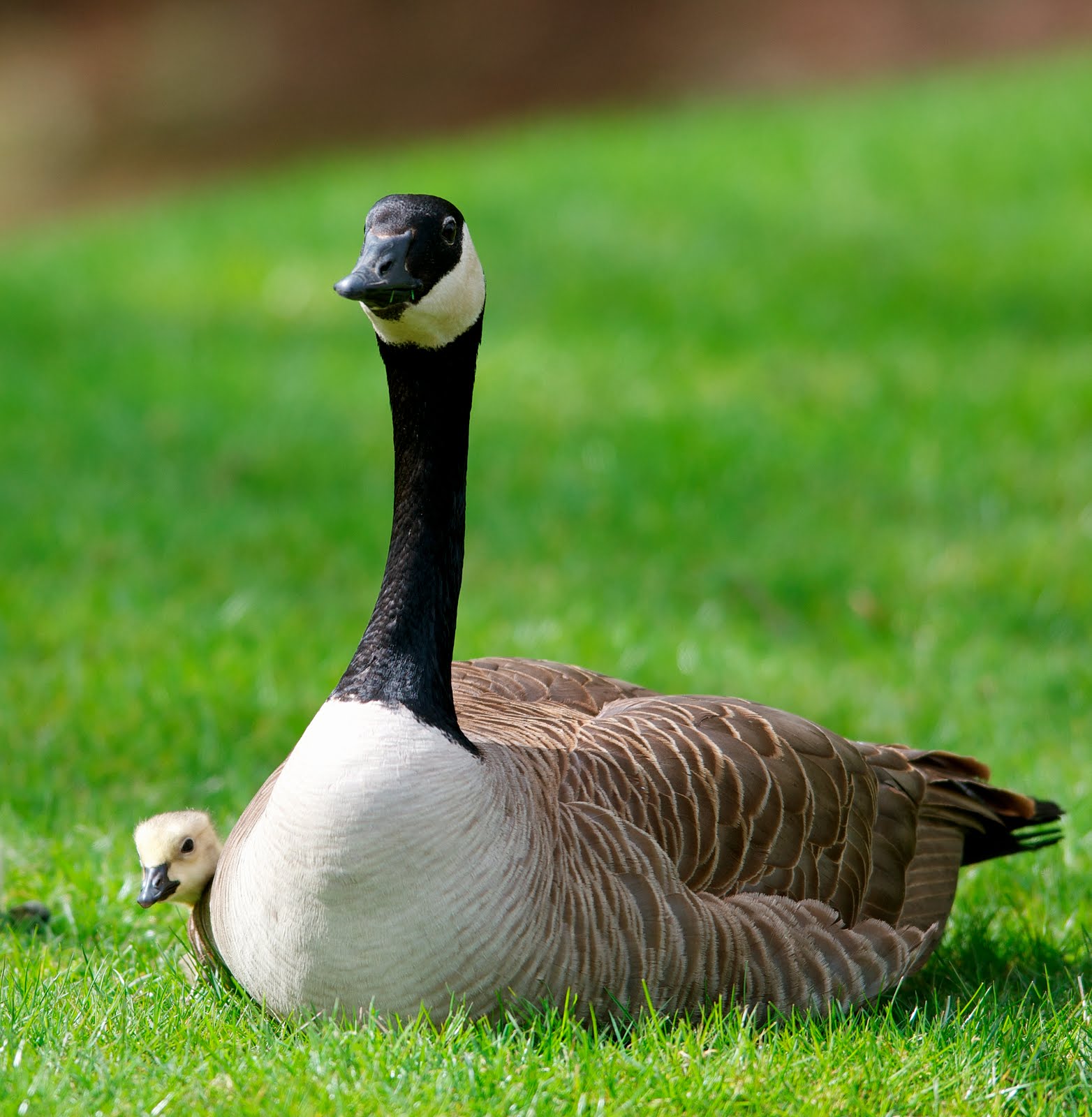 How to Get Rid of Canadian Geese