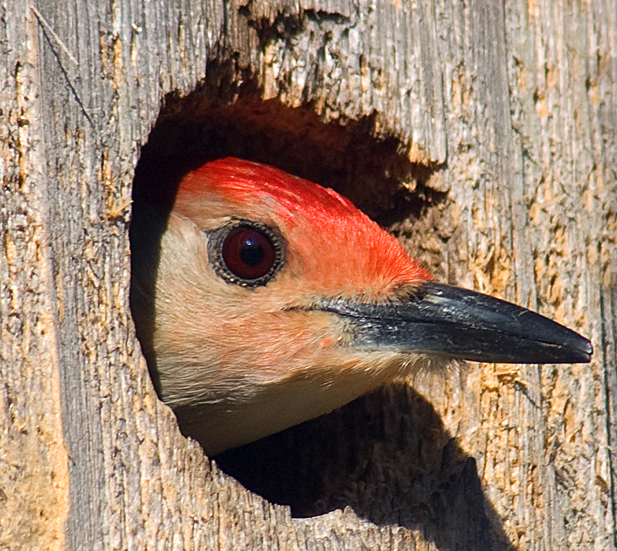 Woodpecker Facts