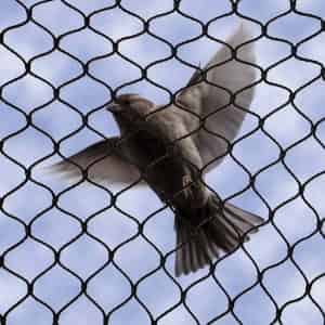 3/4 inch bird netting stops all bird species