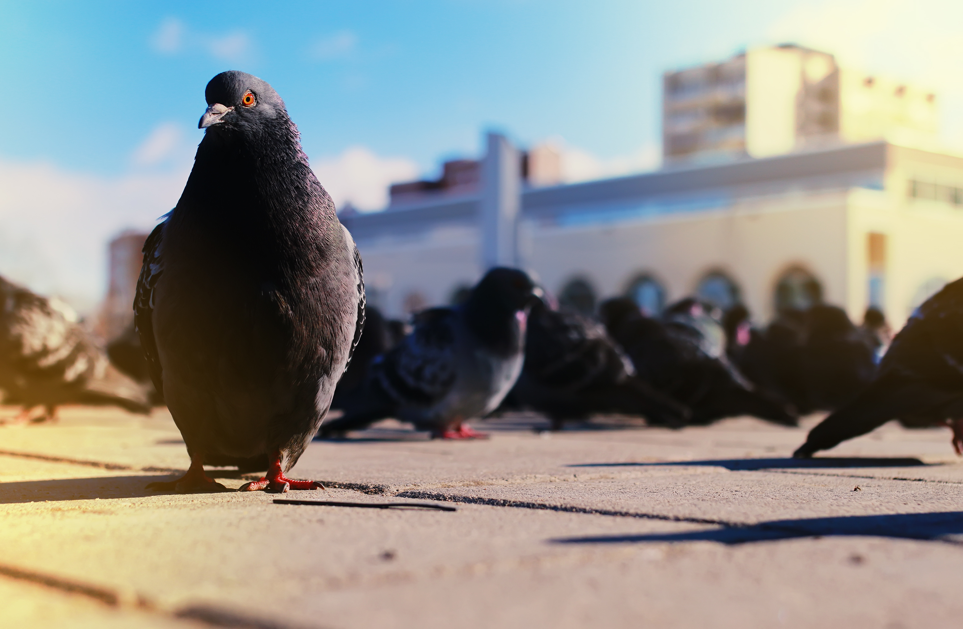 pigeon for pigeon control blog post