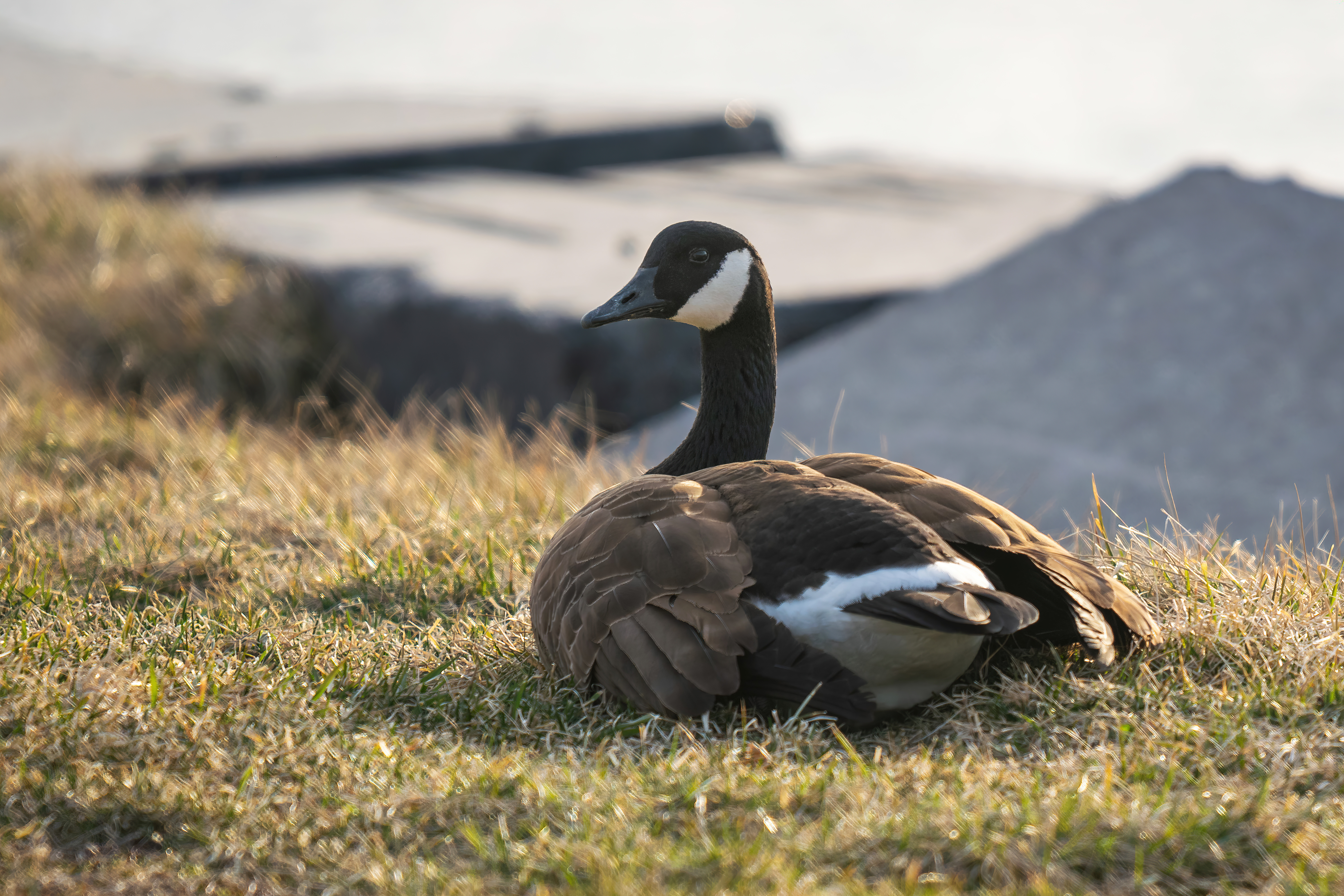 How to Keep Geese Away