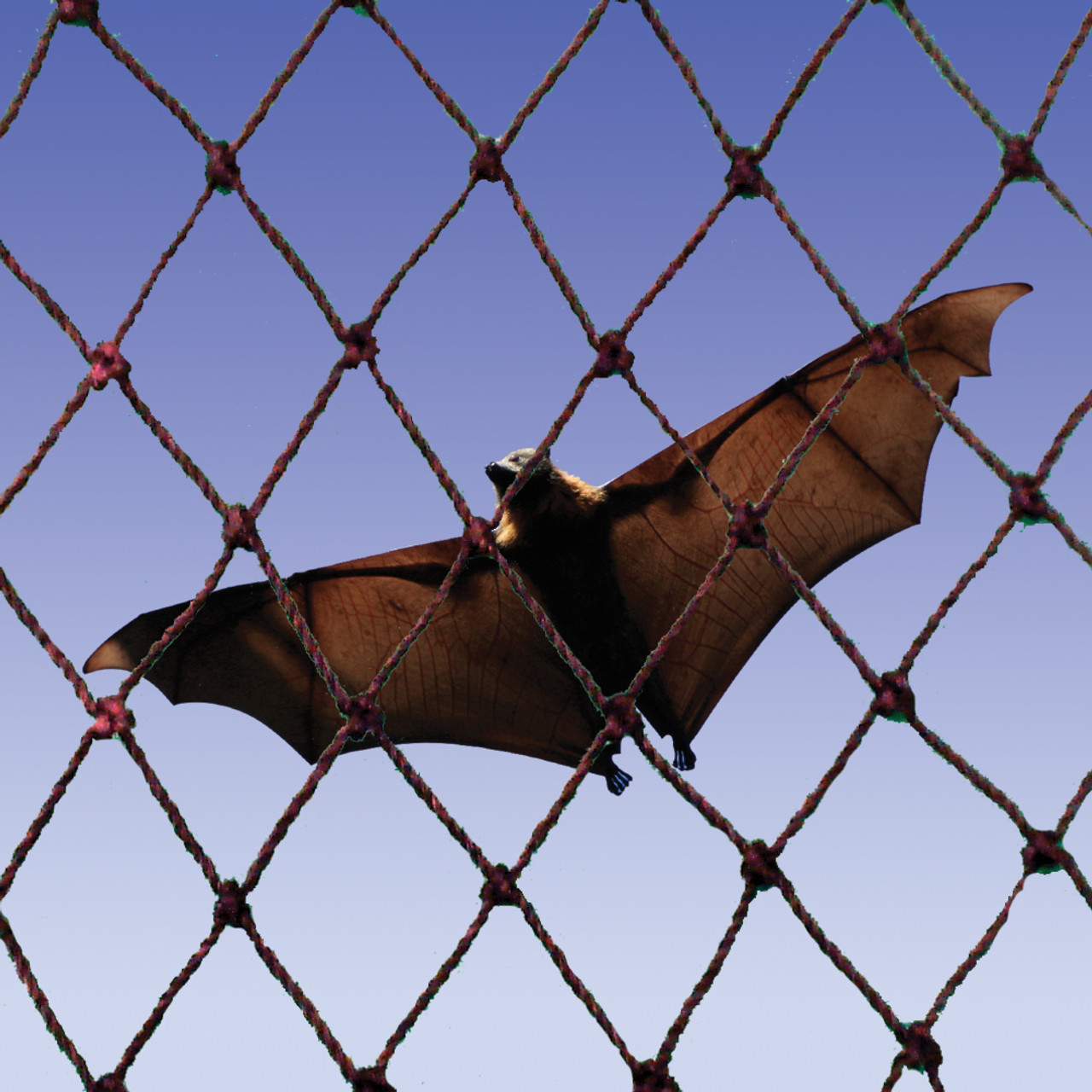 Effective Bat Repellent Solutions