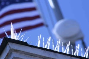 Plastic bird spikes installed on rooftop to stop birds during the summer