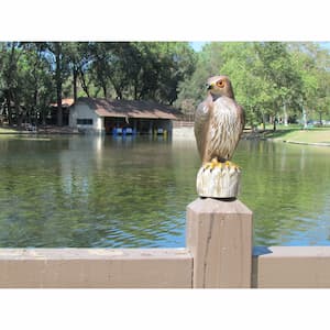 Bird B Gone Red Tailed Hawk Decoy installed on fence top